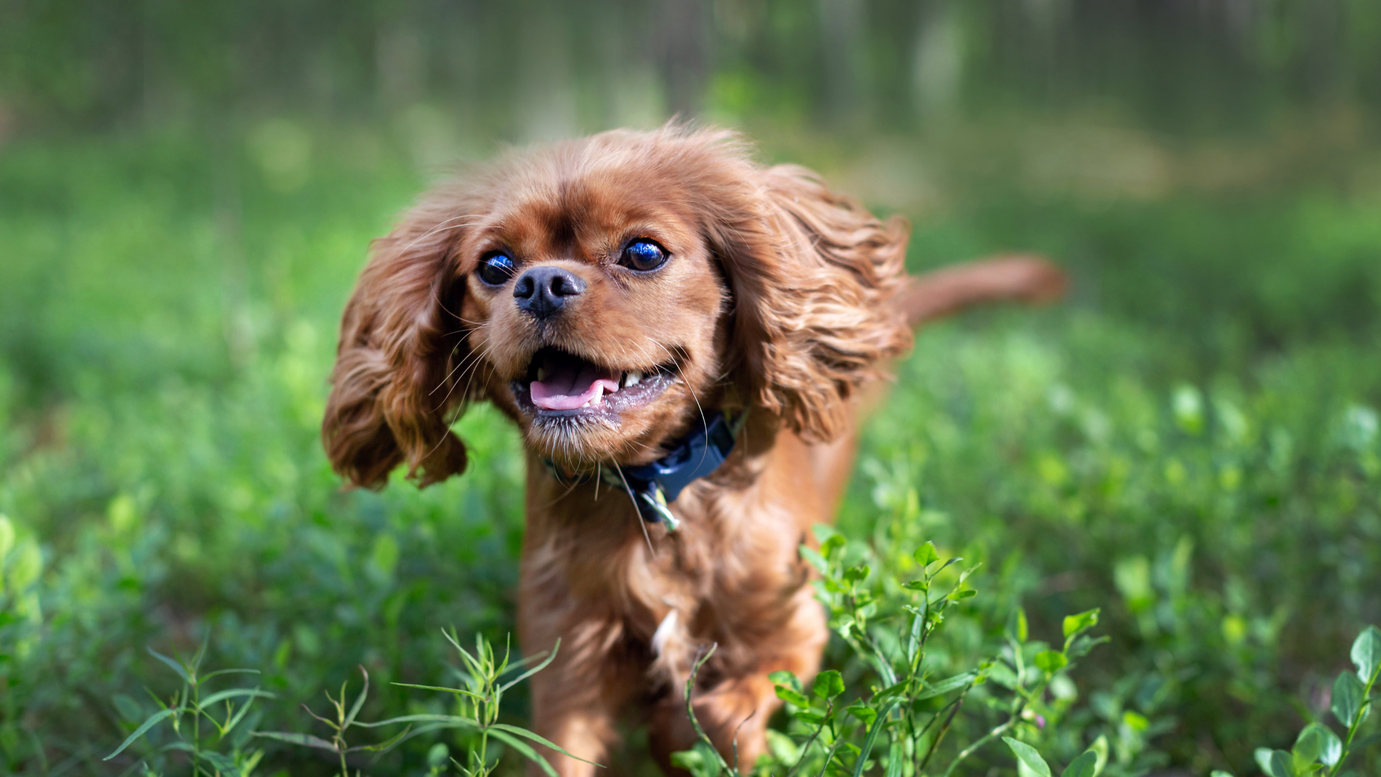 dog in the park